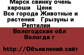 Марск свинку очень хароши › Цена ­ 2 000 - Все города Животные и растения » Грызуны и Рептилии   . Вологодская обл.,Вологда г.